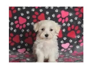 Nice and Healthy Maltese Puppies Available