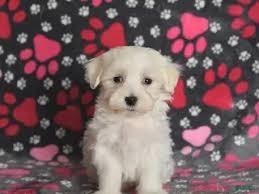 nice-and-healthy-maltese-puppies-available-big-0